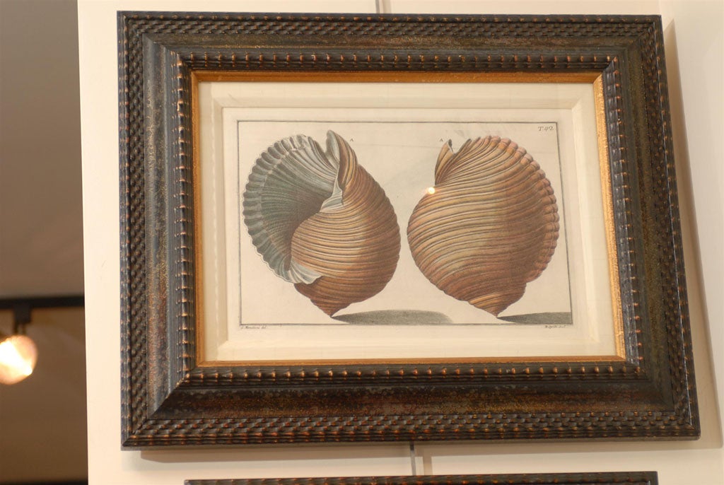 English Set of Three Framed Prints of Large Sea Shells by Italian Artist, 19th Century